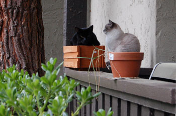 planting cats